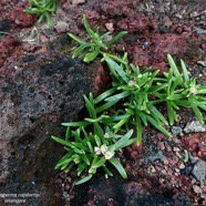 Delosperma napiforme.lavangère.aizoaceae.endémique Réunion. (1).jpeg
